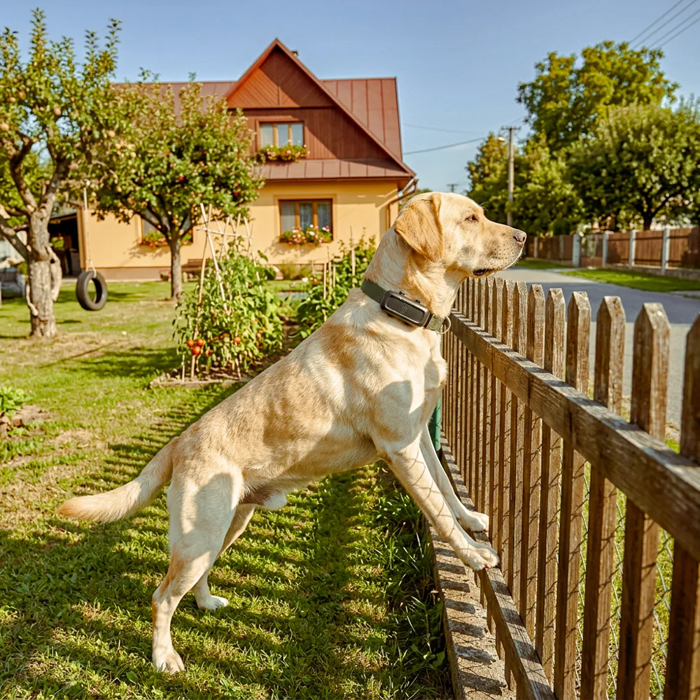 Labrador opřený o plot zahrady