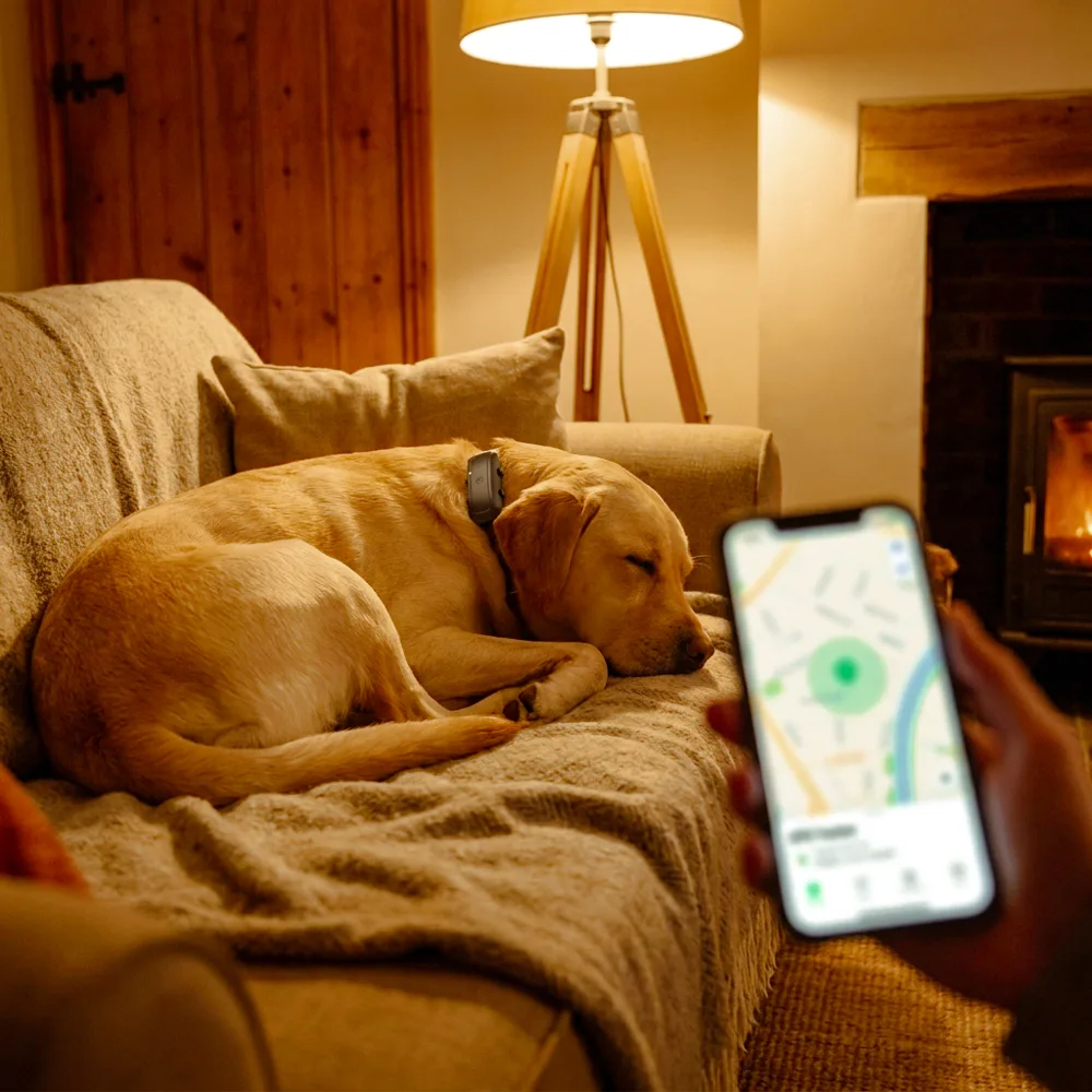 Spící labrador na gauči, v ruce telefon s mapou aplikace Findee Pets